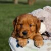 Image of Hugo, a Golden Retriever puppy