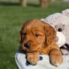 Image of Hugo, a Golden Retriever puppy