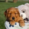 Image of Hugo, a Golden Retriever puppy