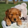 Image of Hugo, a Golden Retriever puppy