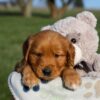 Image of Hugo, a Golden Retriever puppy