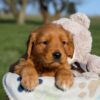 Image of Hugo, a Golden Retriever puppy