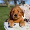 Image of Hugo, a Golden Retriever puppy