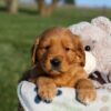 Image of Hugo, a Golden Retriever puppy