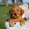 Image of Hugo, a Golden Retriever puppy
