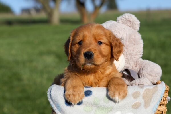 Image of Hugo, a Golden Retriever puppy