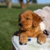 Image of Hugo, a Golden Retriever puppy