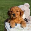 Image of Hugo, a Golden Retriever puppy