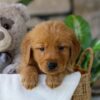 Image of Hunt, a Golden Retriever puppy
