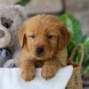 Image of Hunt, a Golden Retriever puppy