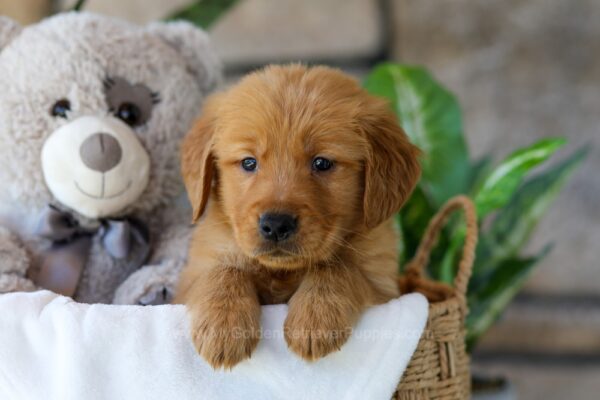 Image of Hunt, a Golden Retriever puppy