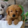 Image of Hunt, a Golden Retriever puppy