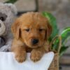 Image of Hunt, a Golden Retriever puppy