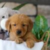 Image of Hunt, a Golden Retriever puppy