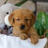 Image of Hunt, a Golden Retriever puppy
