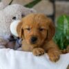 Image of Hunt, a Golden Retriever puppy