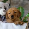 Image of Hunt, a Golden Retriever puppy