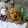 Image of Hunt, a Golden Retriever puppy