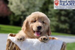 Image of Ice, a Golden Retriever puppy