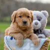 Image of Igloo, a Golden Retriever puppy
