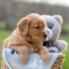 Image of Igloo, a Golden Retriever puppy