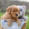 Image of Igloo, a Golden Retriever puppy