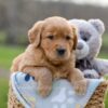 Image of Igloo, a Golden Retriever puppy