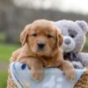 Image of Igloo, a Golden Retriever puppy