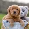 Image of Igloo, a Golden Retriever puppy