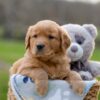 Image of Igloo, a Golden Retriever puppy