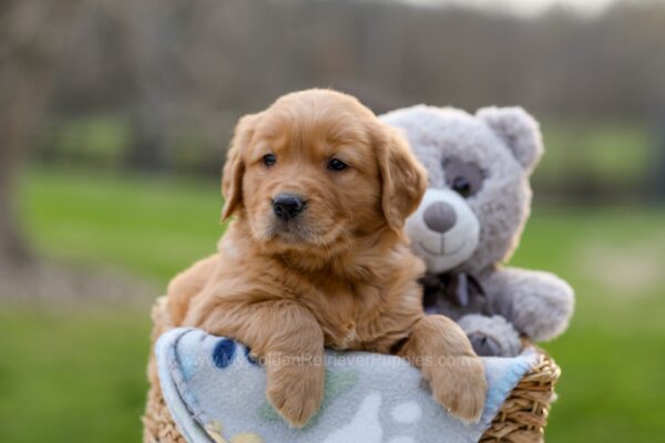 Image of Igloo, a Golden Retriever puppy