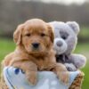 Image of Igloo, a Golden Retriever puppy