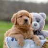 Image of Igloo, a Golden Retriever puppy