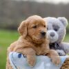Image of Igloo, a Golden Retriever puppy