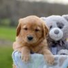 Image of Ike, a Golden Retriever puppy