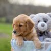 Image of Ike, a Golden Retriever puppy