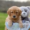 Image of Ike, a Golden Retriever puppy