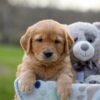 Image of Ike, a Golden Retriever puppy