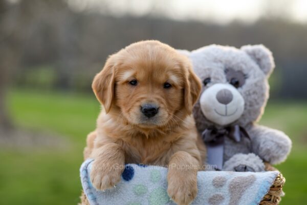 Image of Ike, a Golden Retriever puppy