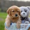 Image of Ike, a Golden Retriever puppy