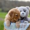 Image of Ike, a Golden Retriever puppy