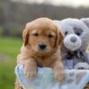 Image of Ike, a Golden Retriever puppy