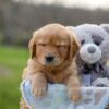 Image of Ike, a Golden Retriever puppy