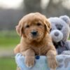 Image of Indie, a Golden Retriever puppy