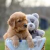 Image of Indie, a Golden Retriever puppy