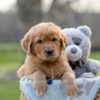 Image of Indie, a Golden Retriever puppy