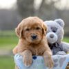 Image of Indie, a Golden Retriever puppy