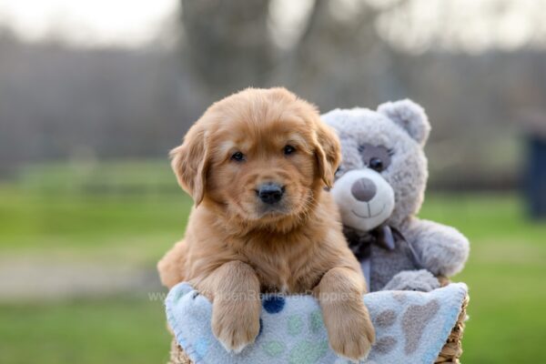 Image of Indie, a Golden Retriever puppy