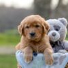 Image of Indie, a Golden Retriever puppy