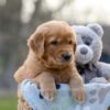 Image of Indie, a Golden Retriever puppy